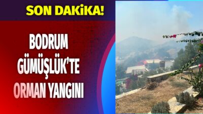 Muğla’nın Bodrum ilçesine bağlı Mahallesi'nde ormanlık ve otluk alanda henüz