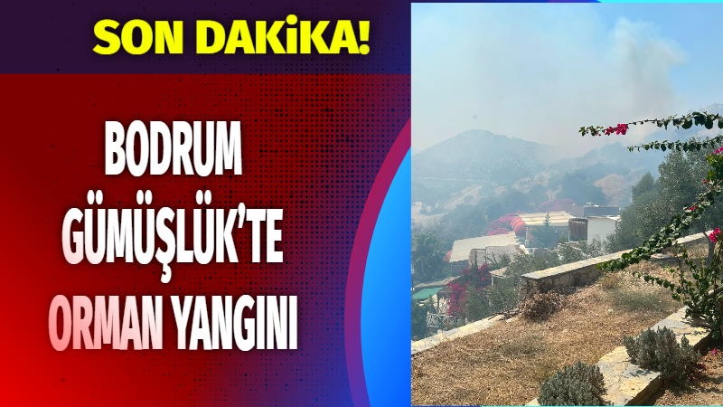 Muğla’nın Bodrum ilçesine bağlı Mahallesi'nde ormanlık ve otluk alanda henüz