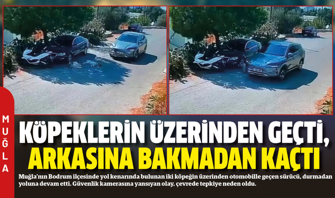 Muğla’nın Bodrum ilçesinde yol kenarında bulunan iki köpeğin üzerinden otomobille